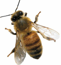 Honey Bee