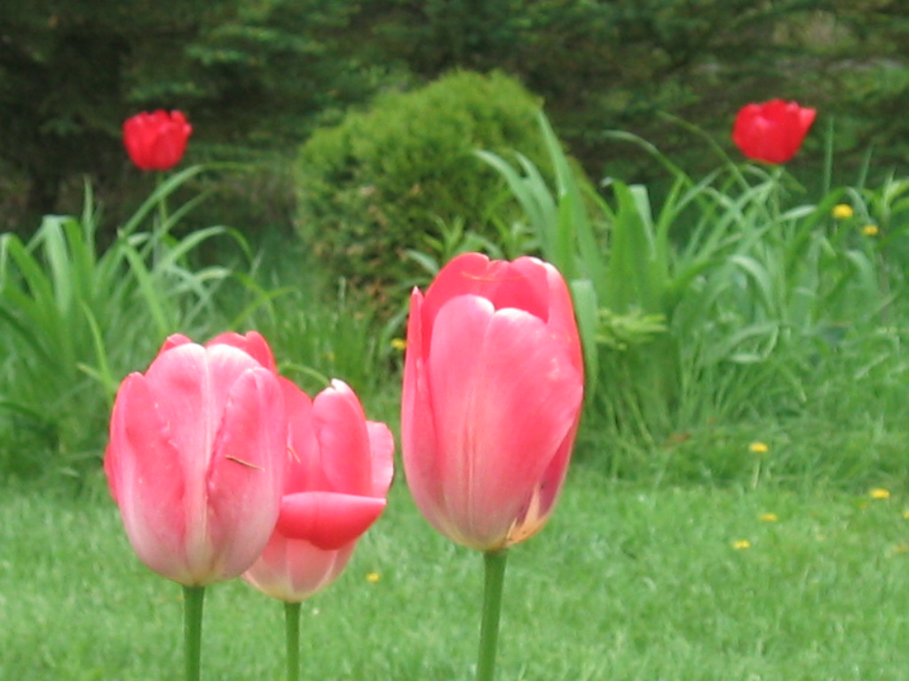 Tulip