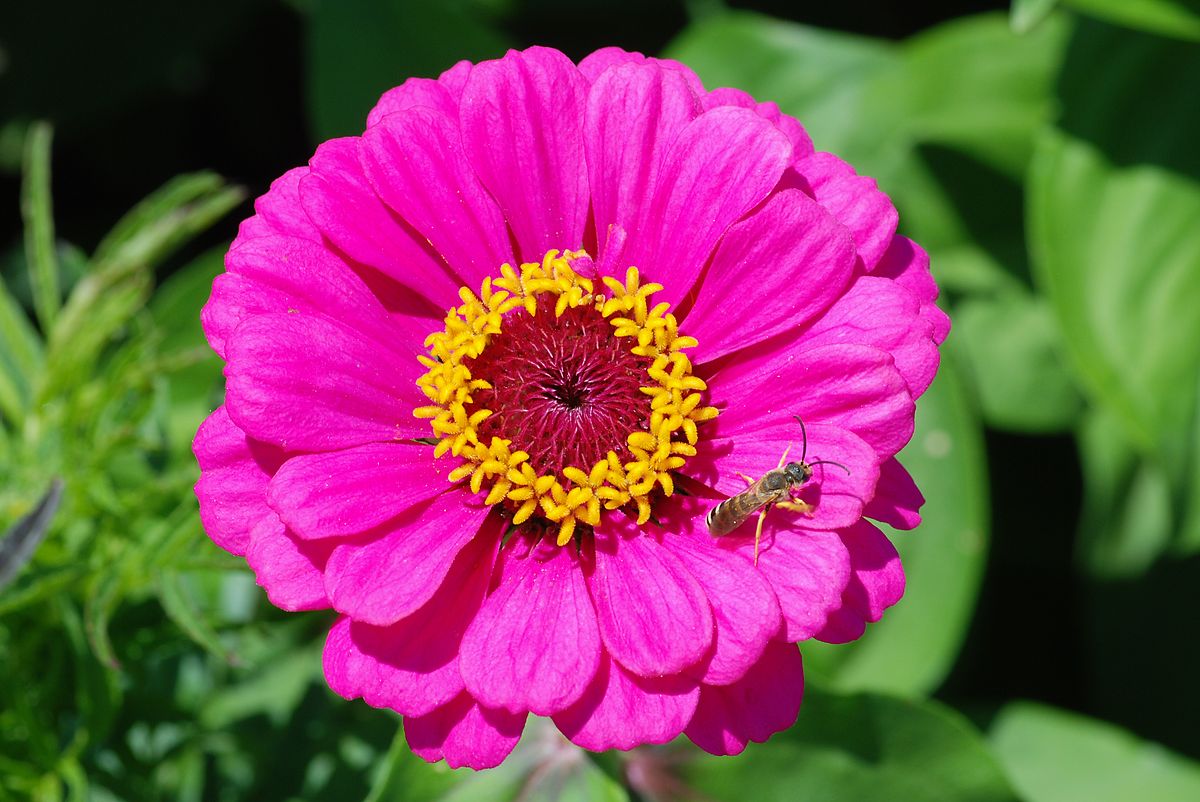 Zinnia