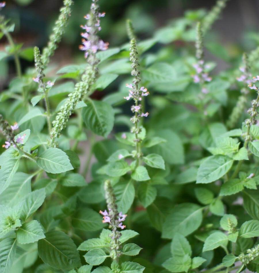 Basil