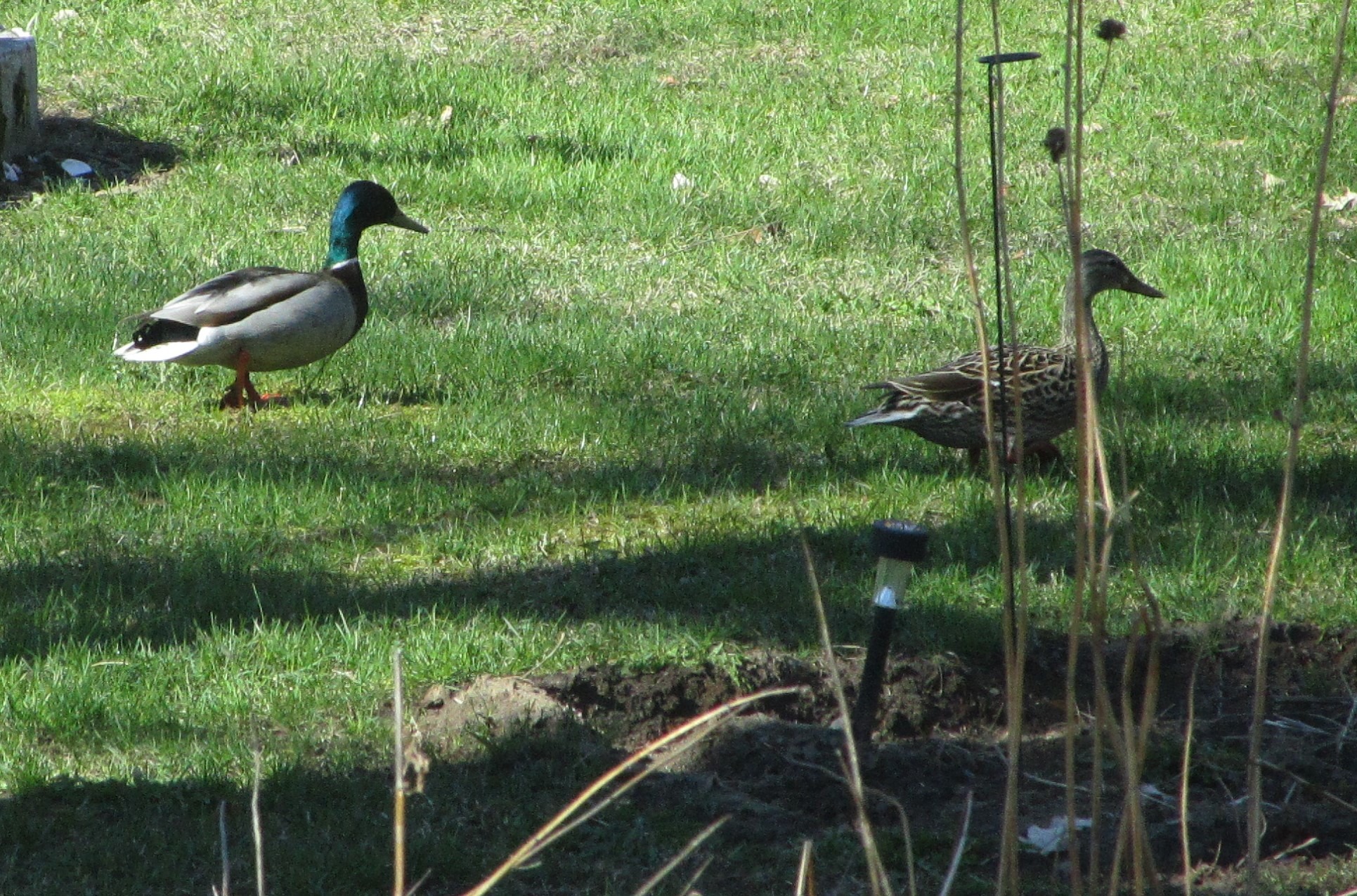 Mallard Ducks