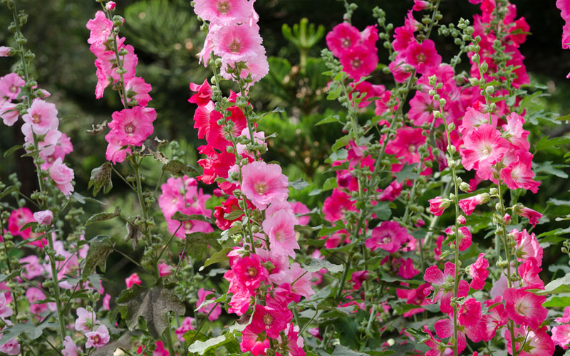 Hollyhock