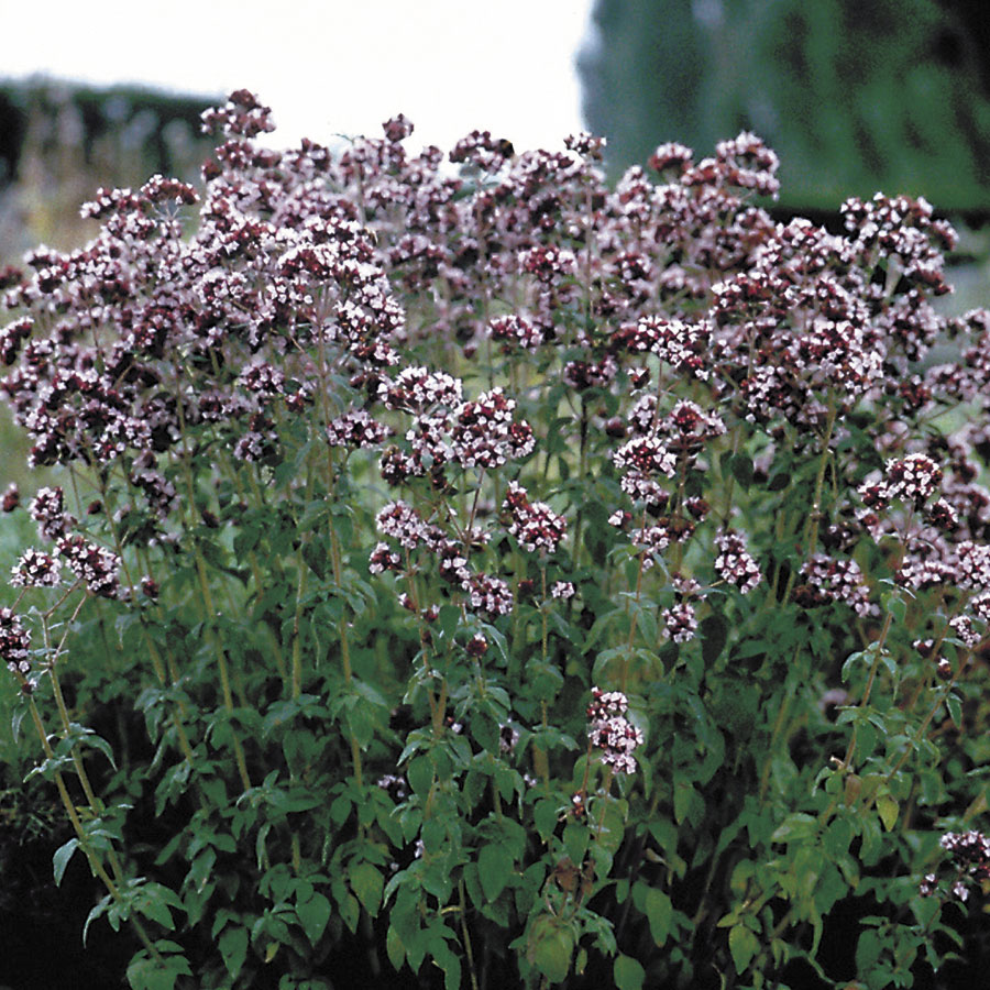 Oregano
