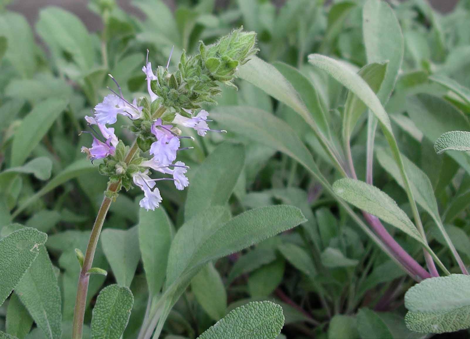Sage