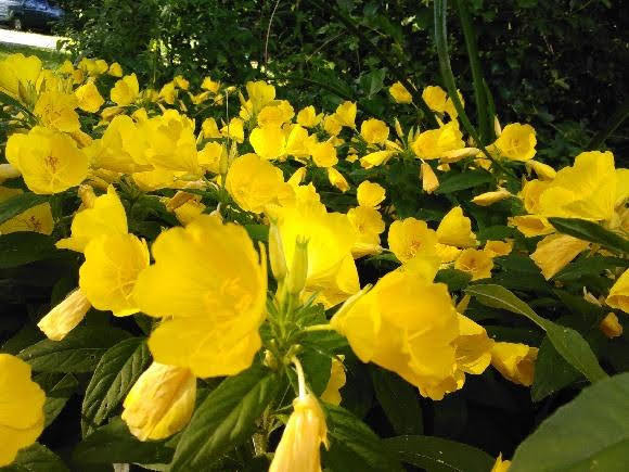 Sundrops